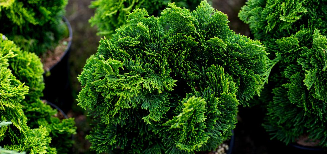 Chamaecyparis Obtusa 'nana Gracilis', Mini Evergreen - View 13 from www redcrocus com