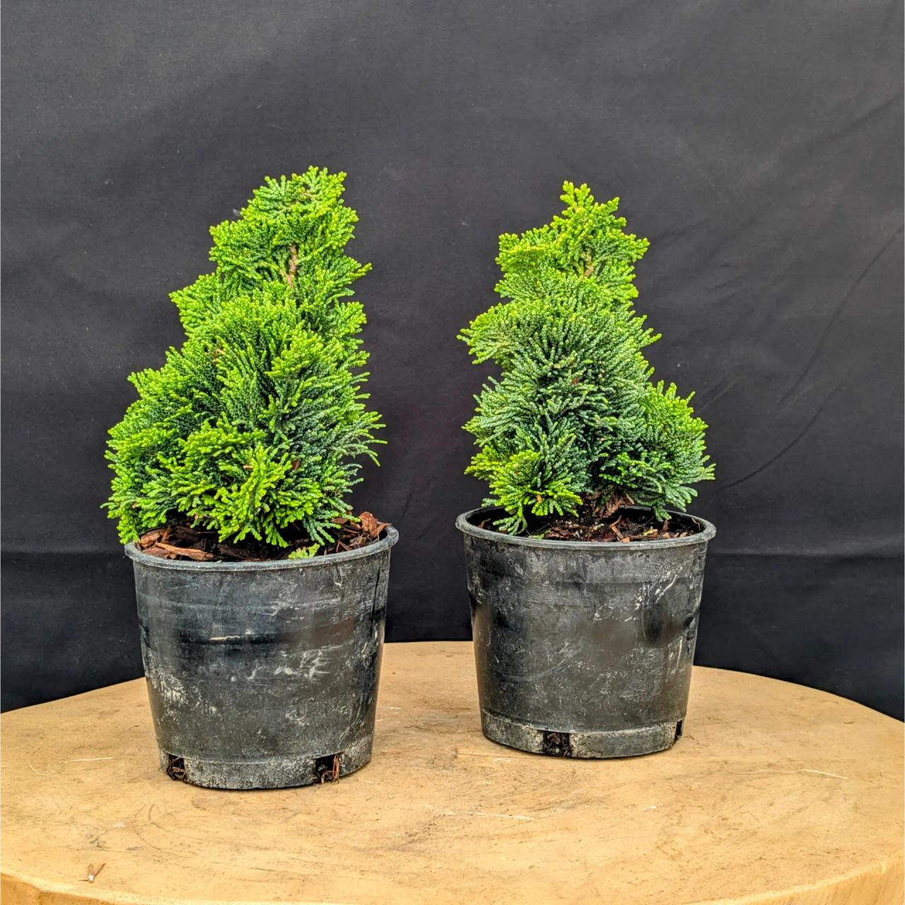 Chamaecyparis Obtusa 'nana Gracilis', Mini Evergreen - View 14 from www redcrocus com