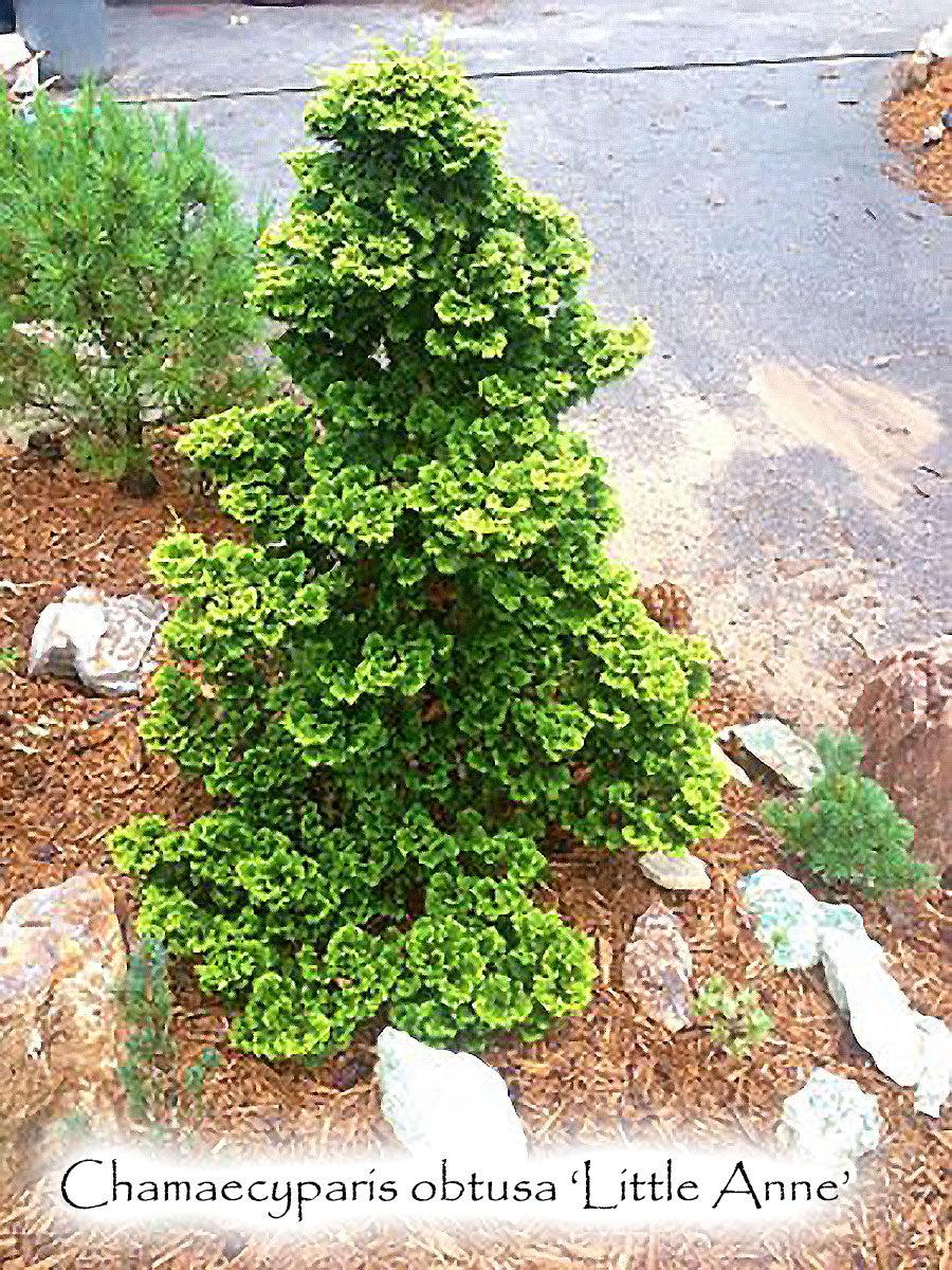 Chamaecyparis Obtusa 'nana Gracilis', Mini Evergreen - View 18 from www redcrocus com