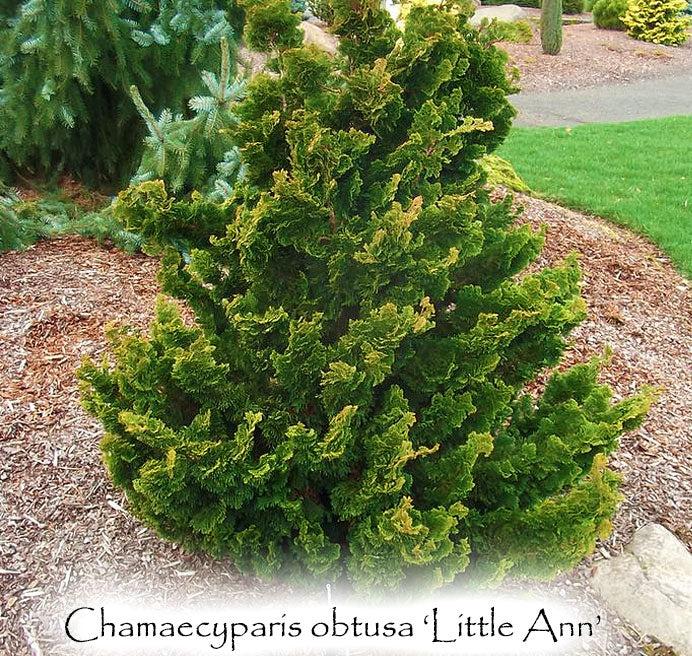 Chamaecyparis Obtusa 'nana Gracilis', Mini Evergreen - View 19 from www redcrocus com