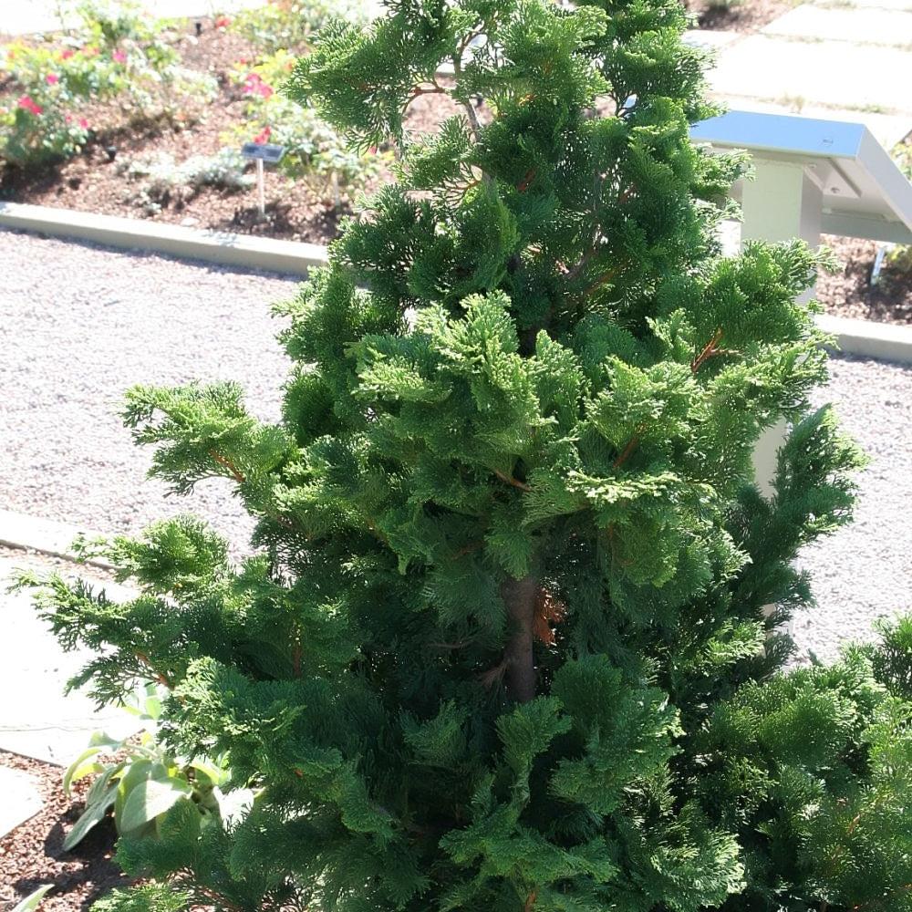 Chamaecyparis Obtusa 'nana Gracilis', Mini Evergreen - View 22 from www redcrocus com