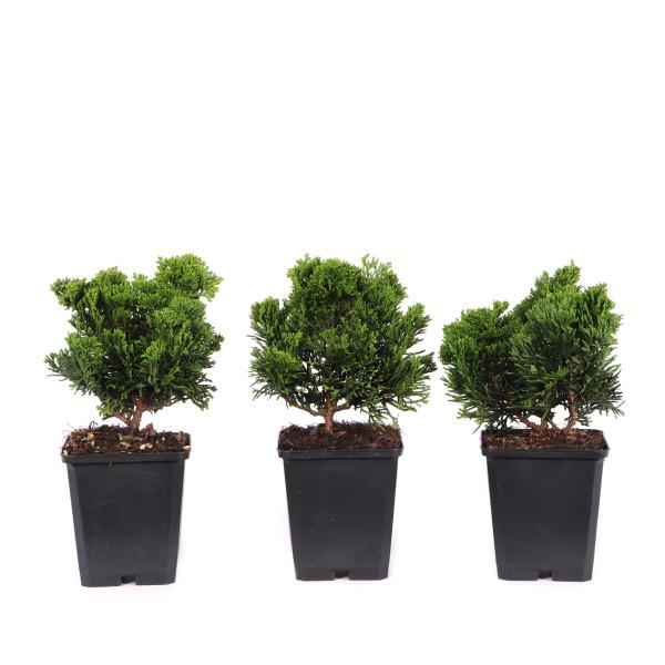 Chamaecyparis Obtusa 'nana Gracilis', Mini Evergreen - View 24 from www redcrocus com