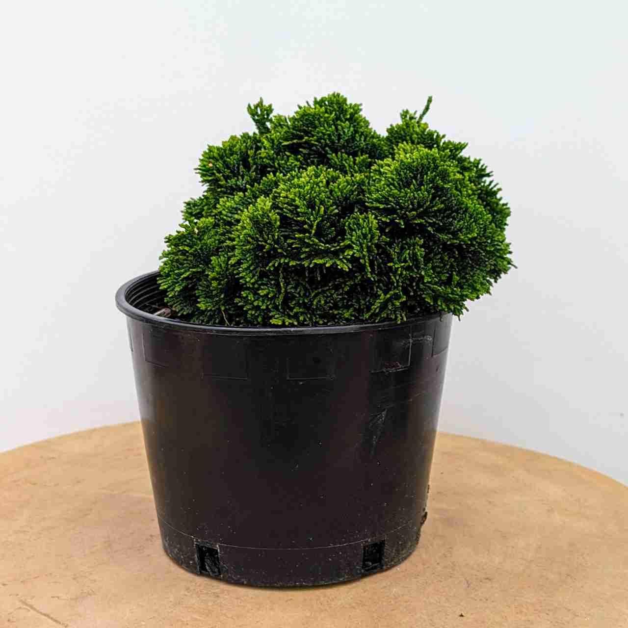 Chamaecyparis Obtusa 'nana Gracilis', Mini Evergreen - View 25 from www redcrocus com