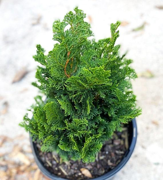 Chamaecyparis Obtusa 'nana Gracilis', Mini Evergreen - View 26 from www redcrocus com