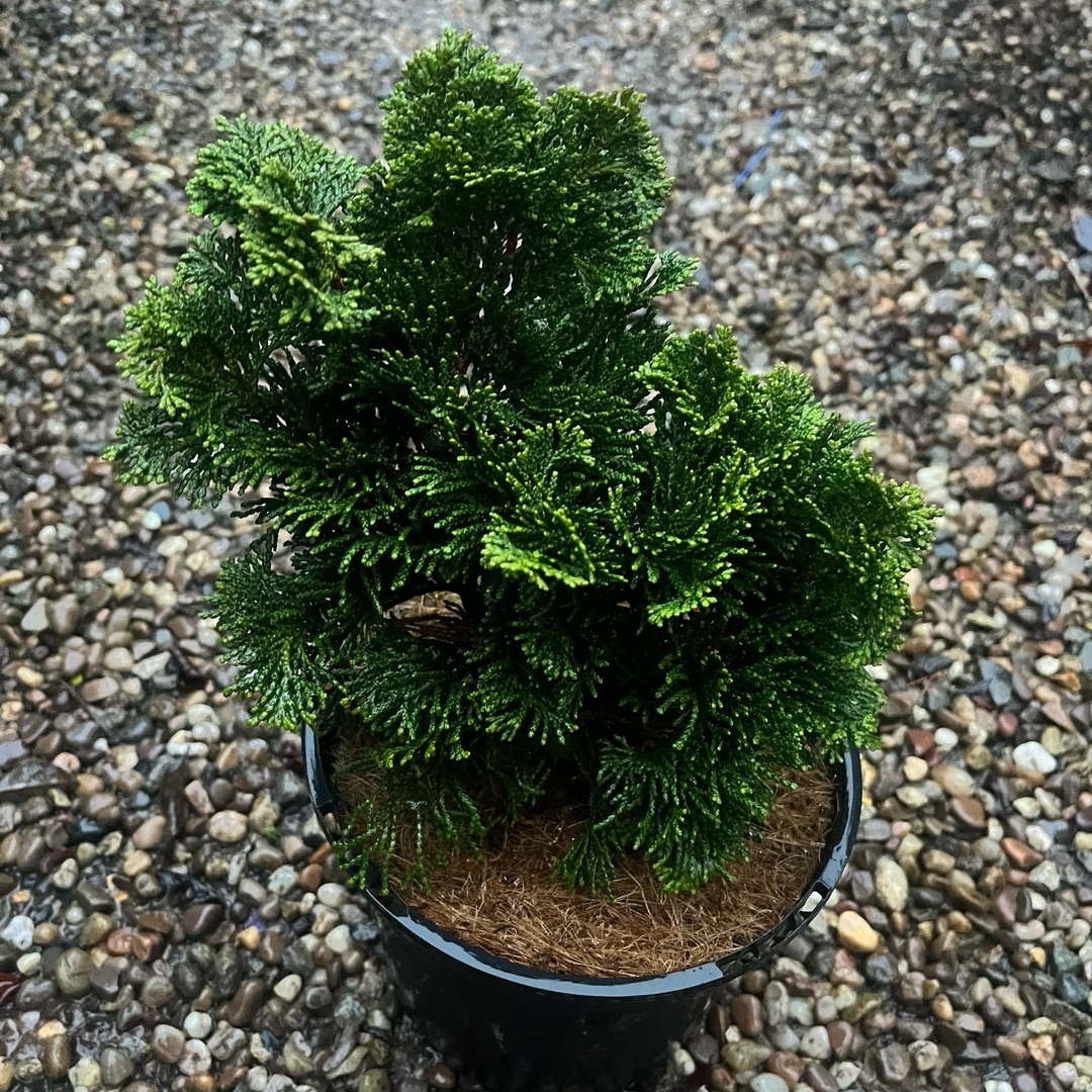 Chamaecyparis Obtusa 'nana Gracilis', Mini Evergreen - View 29 from www redcrocus com