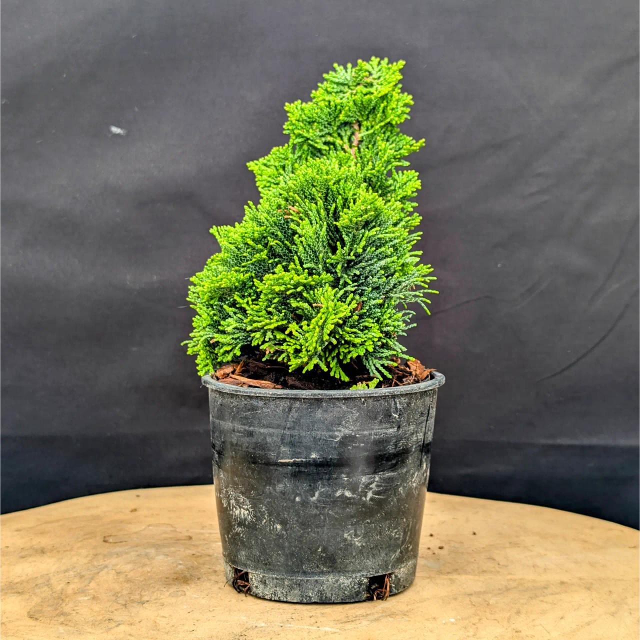Chamaecyparis Obtusa 'nana Gracilis', Mini Evergreen - View 31 from www redcrocus com