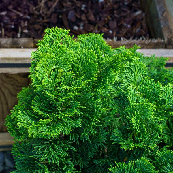 Chamaecyparis Obtusa 'nana Gracilis', Mini Evergreen - View 33 from www redcrocus com