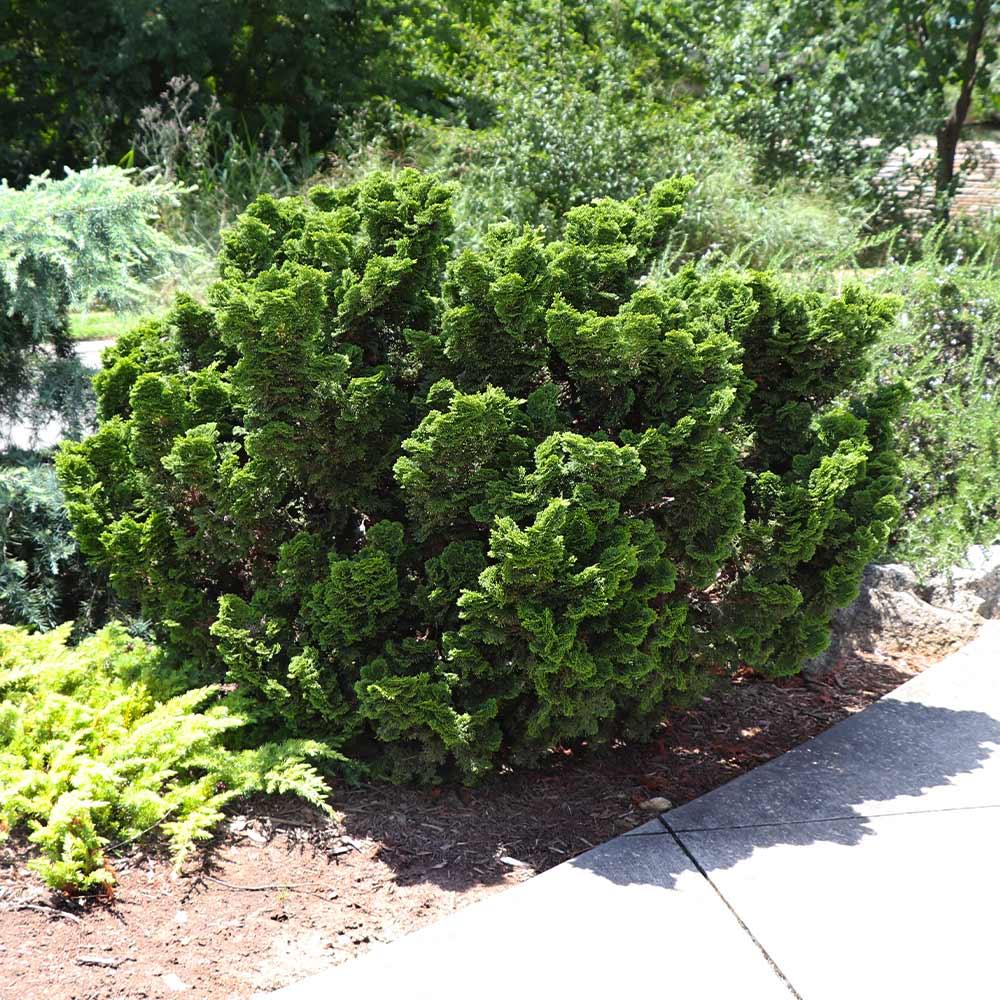 Chamaecyparis Obtusa 'nana Gracilis', Mini Evergreen - View 34 from www redcrocus com