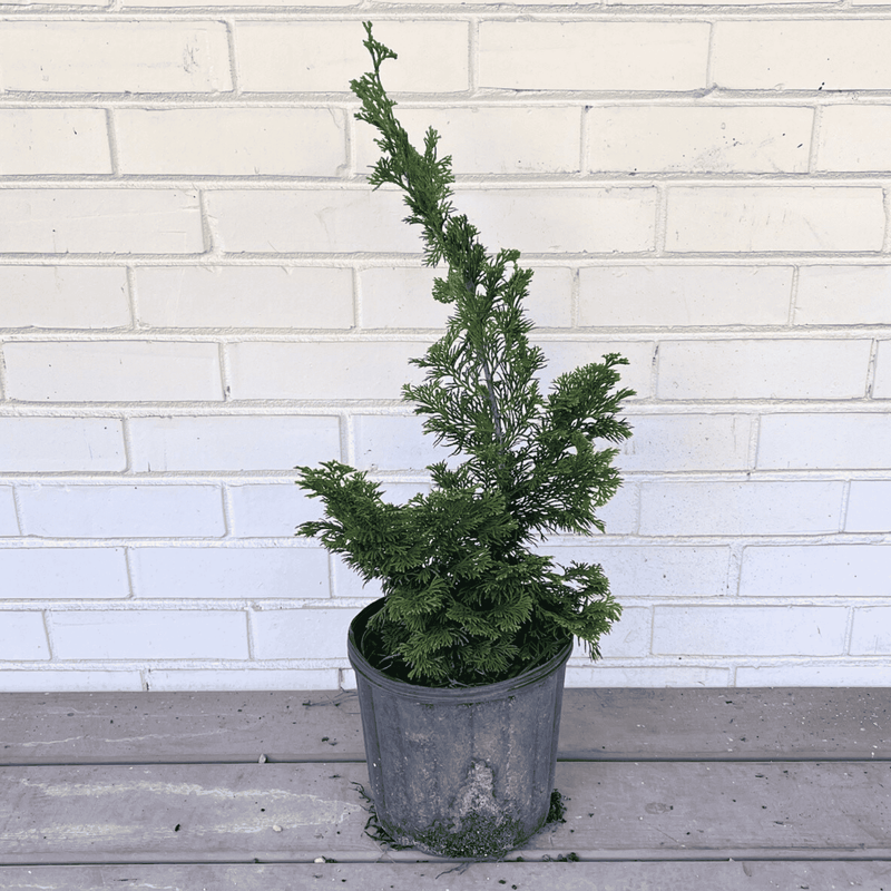 Chamaecyparis Obtusa 'nana Gracilis', Mini Evergreen - View 35 from www redcrocus com