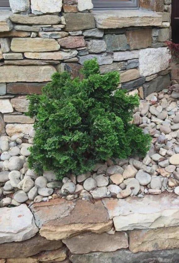Chamaecyparis Obtusa 'nana Gracilis', Mini Evergreen - View 36 from www redcrocus com