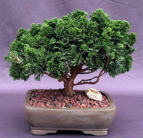 Chamaecyparis Obtusa 'nana Gracilis', Mini Evergreen - View 38 from www redcrocus com