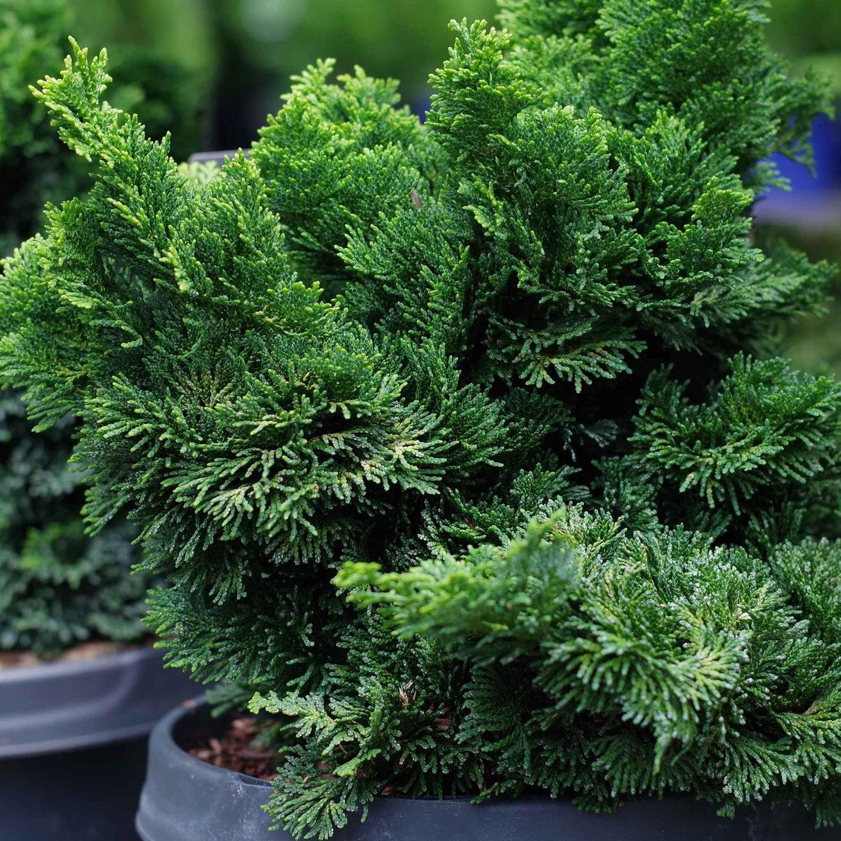 Chamaecyparis Obtusa 'nana Gracilis', Mini Evergreen - View 39 from www redcrocus com
