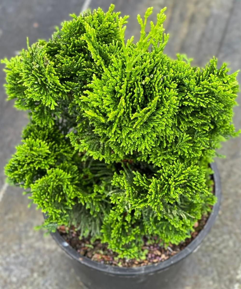 Chamaecyparis Obtusa 'nana Gracilis', Mini Evergreen - View 4 from www redcrocus com