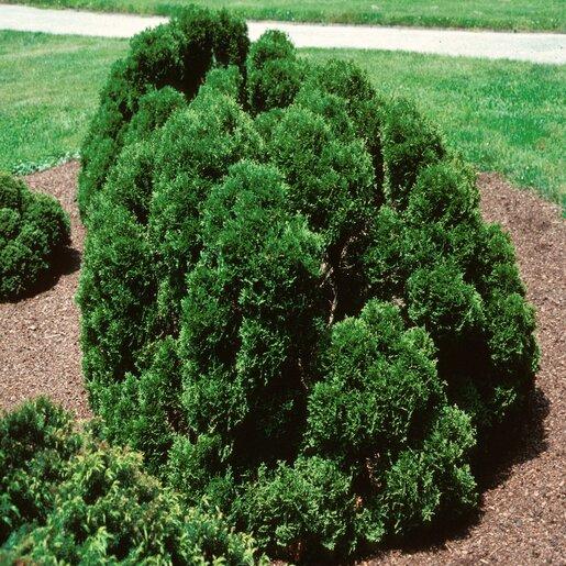 Chamaecyparis Obtusa 'nana Gracilis', Mini Evergreen - View 8 from www redcrocus com