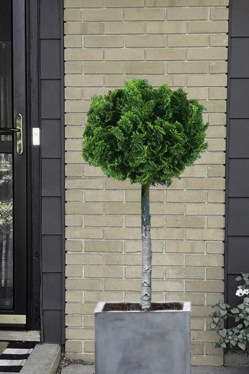 Chamaecyparis Obtusa 'nana Gracilis', Mini Evergreen - View 9 from www redcrocus com