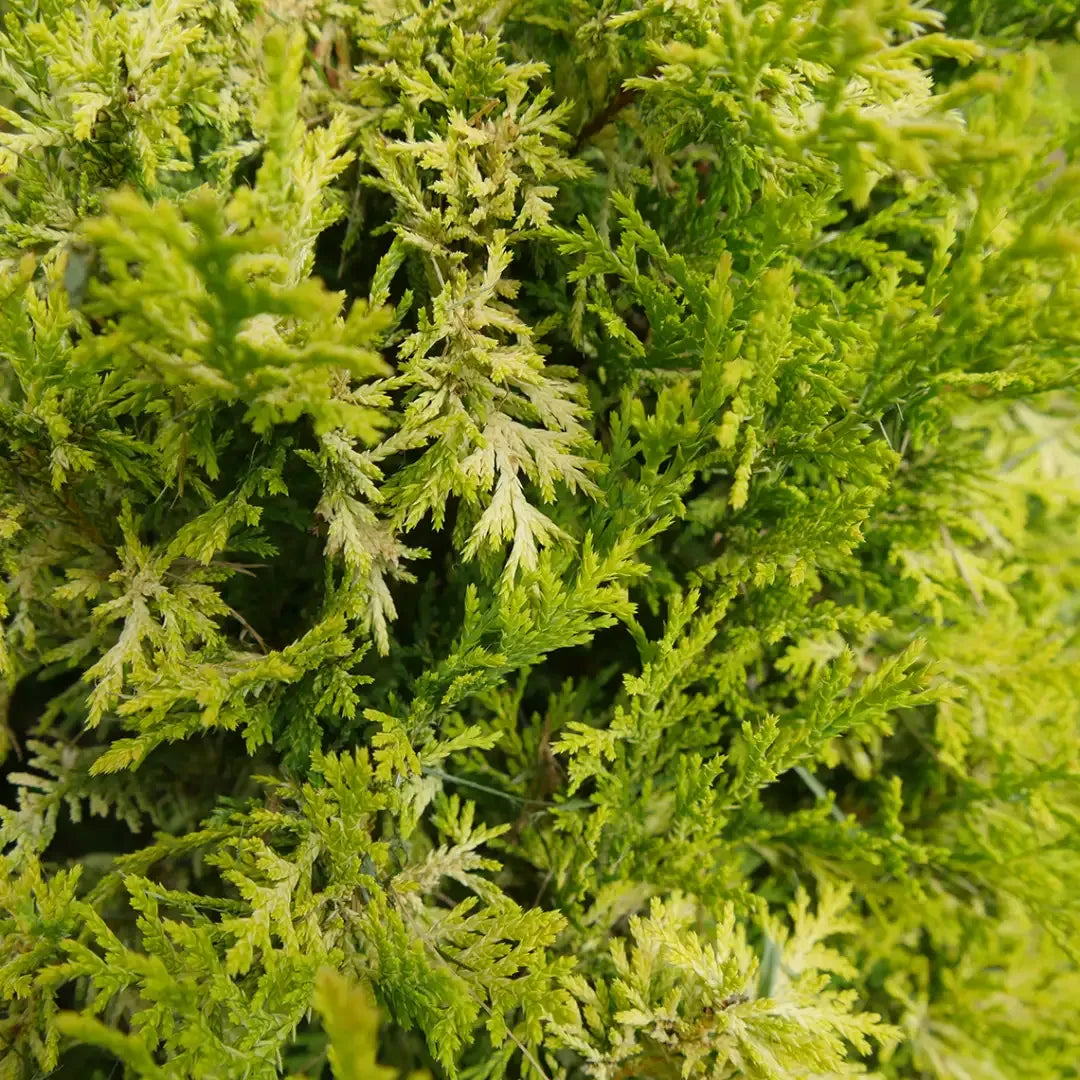 Chamaecyparis Pisifera 'bright Gold', Mini Evergreen - View 12 from www redcrocus com