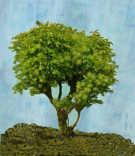Chamaecyparis Pisifera 'bright Gold', Mini Evergreen - View 13 from www redcrocus com