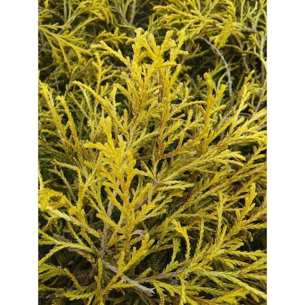 Chamaecyparis Pisifera 'bright Gold', Mini Evergreen - View 14 from www redcrocus com