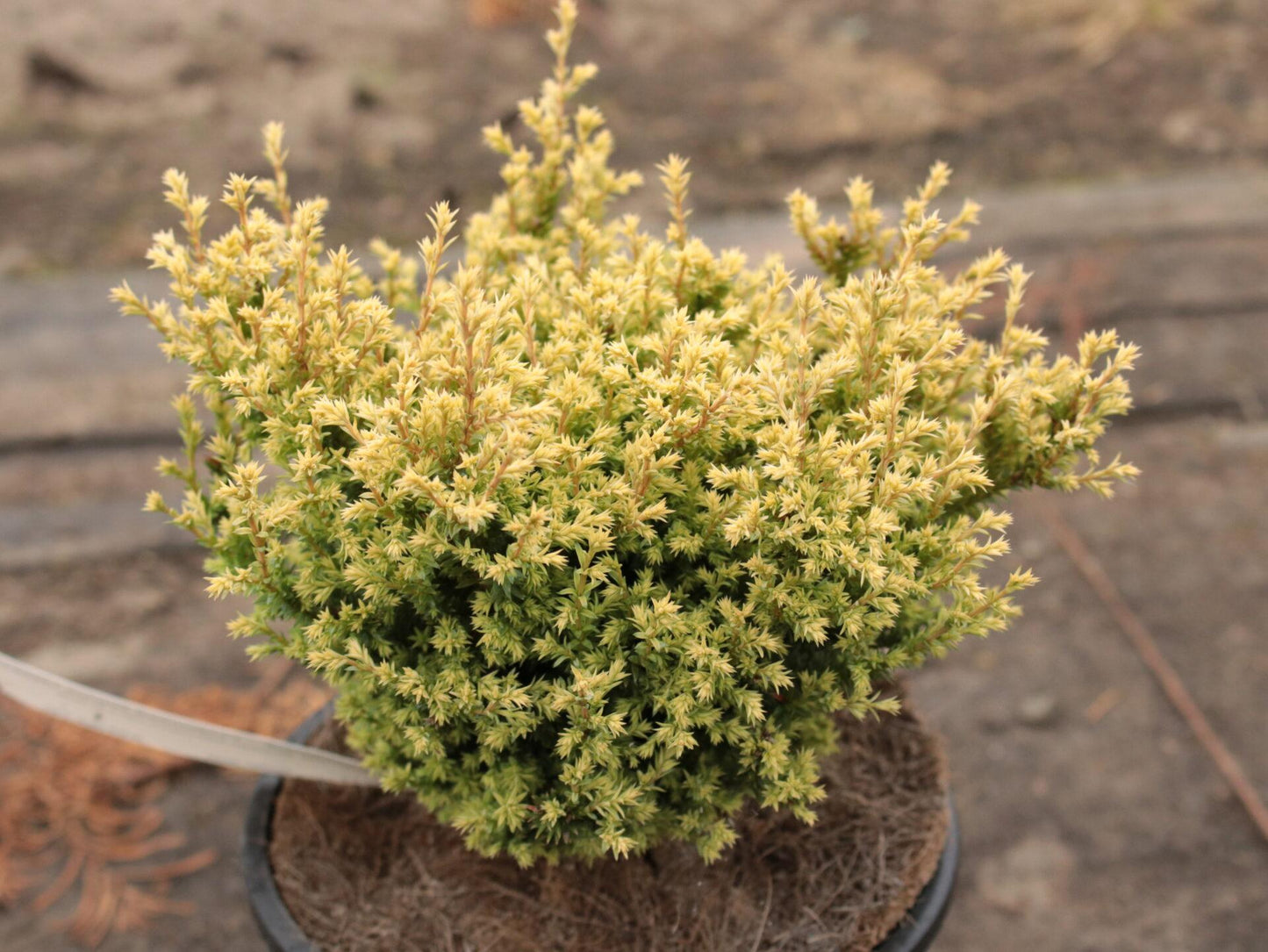 Chamaecyparis Pisifera 'bright Gold', Mini Evergreen - View 16 from www redcrocus com