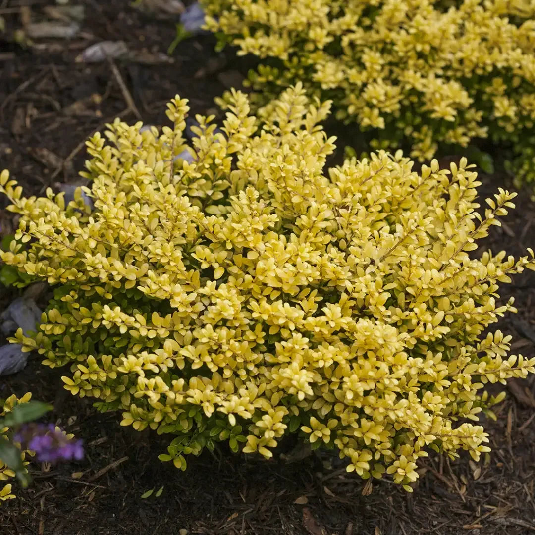 Chamaecyparis Pisifera 'bright Gold', Mini Evergreen - View 17 from www redcrocus com