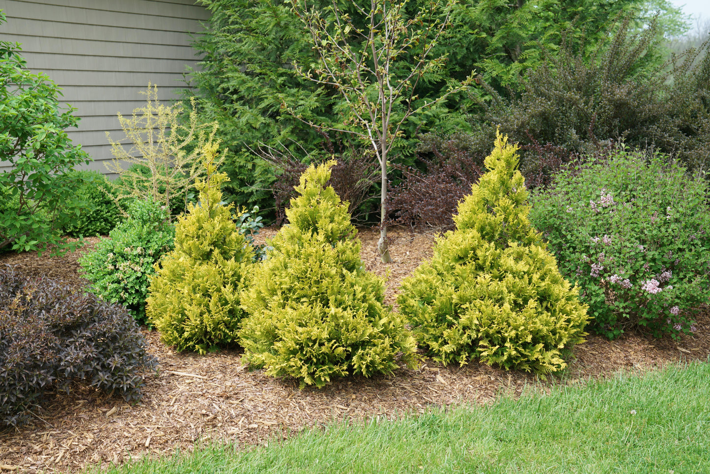 Chamaecyparis Pisifera 'bright Gold', Mini Evergreen - View 18 from www redcrocus com