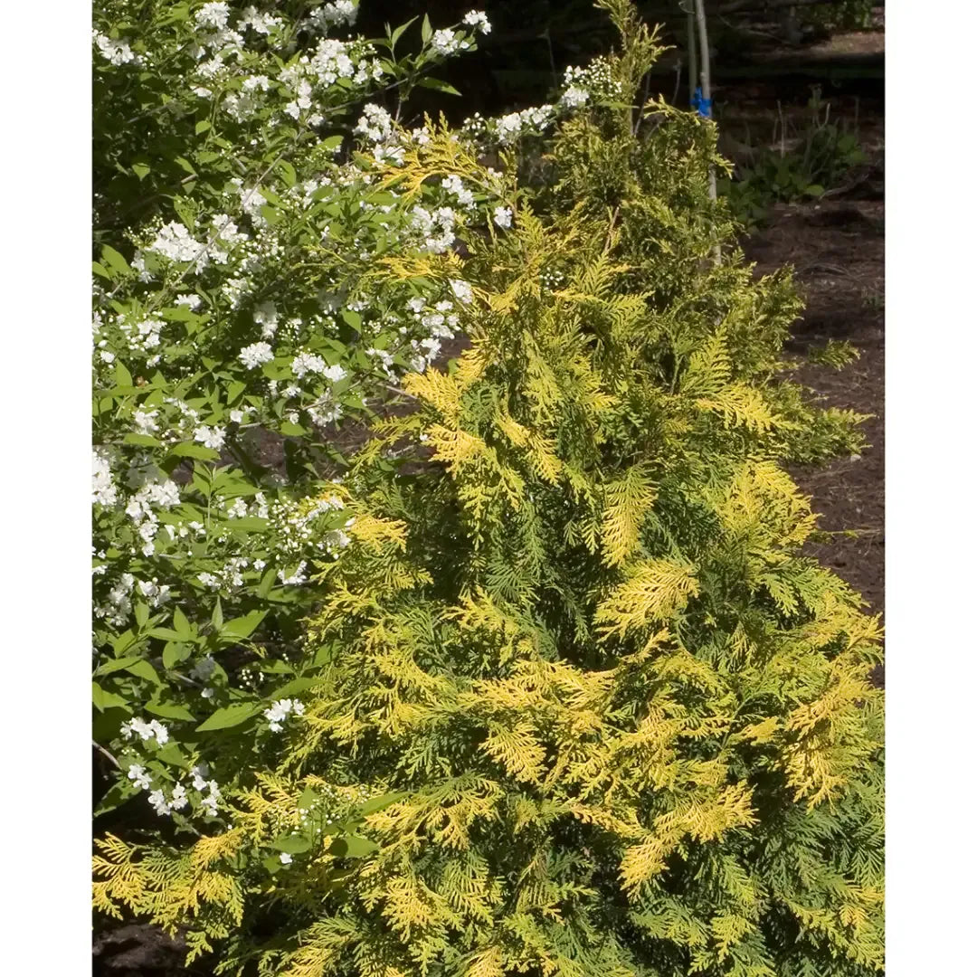 Chamaecyparis Pisifera 'bright Gold', Mini Evergreen - View 20 from www redcrocus com