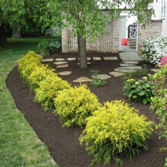 Chamaecyparis Pisifera 'bright Gold', Mini Evergreen - View 22 from www redcrocus com