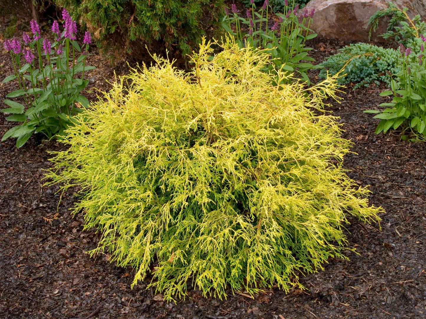 Chamaecyparis Pisifera 'bright Gold', Mini Evergreen - View 24 from www redcrocus com