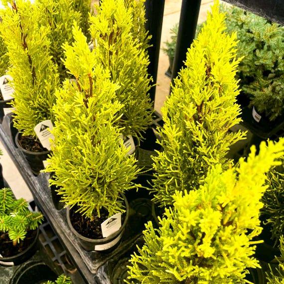 Chamaecyparis Pisifera 'bright Gold', Mini Evergreen - View 25 from www redcrocus com