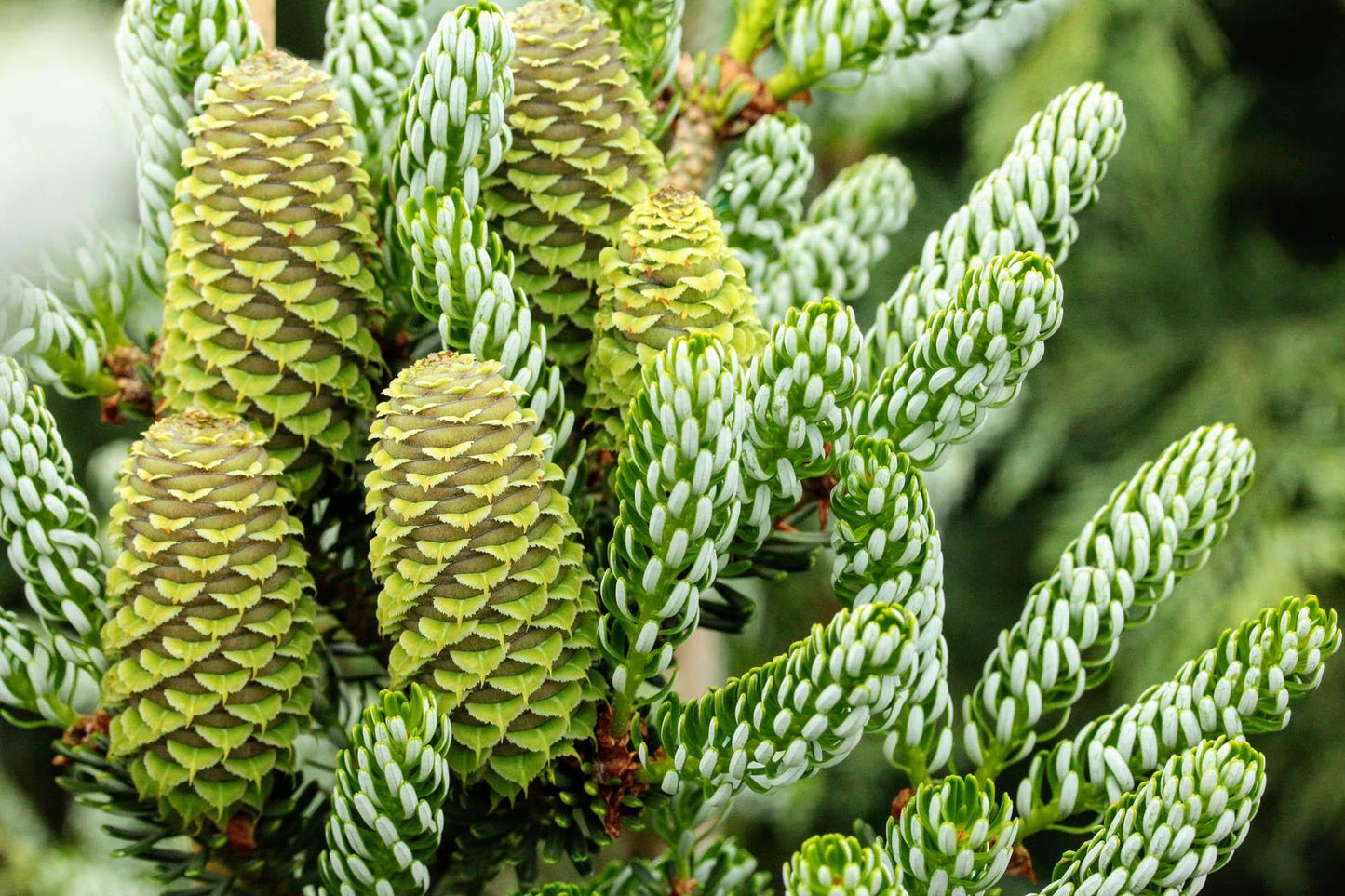 Chamaecyparis Pisifera 'bright Gold', Mini Evergreen - View 26 from www redcrocus com