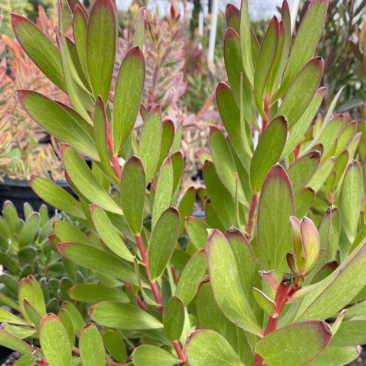 Chamaecyparis Pisifera 'bright Gold', Mini Evergreen - View 27 from www redcrocus com