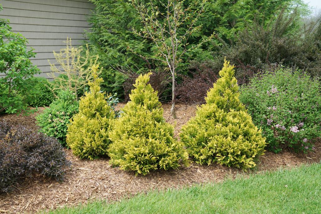 Chamaecyparis Pisifera 'bright Gold', Mini Evergreen - View 28 from www redcrocus com