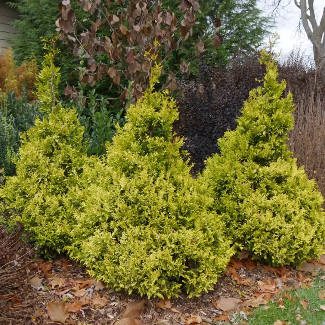 Chamaecyparis Pisifera 'bright Gold', Mini Evergreen - View 29 from www redcrocus com