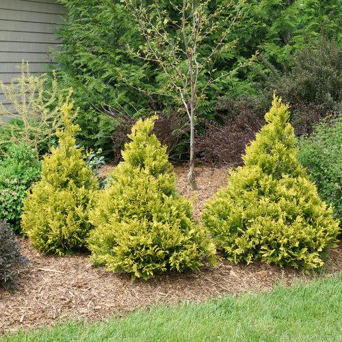 Chamaecyparis Pisifera 'bright Gold', Mini Evergreen - View 2 from www redcrocus com