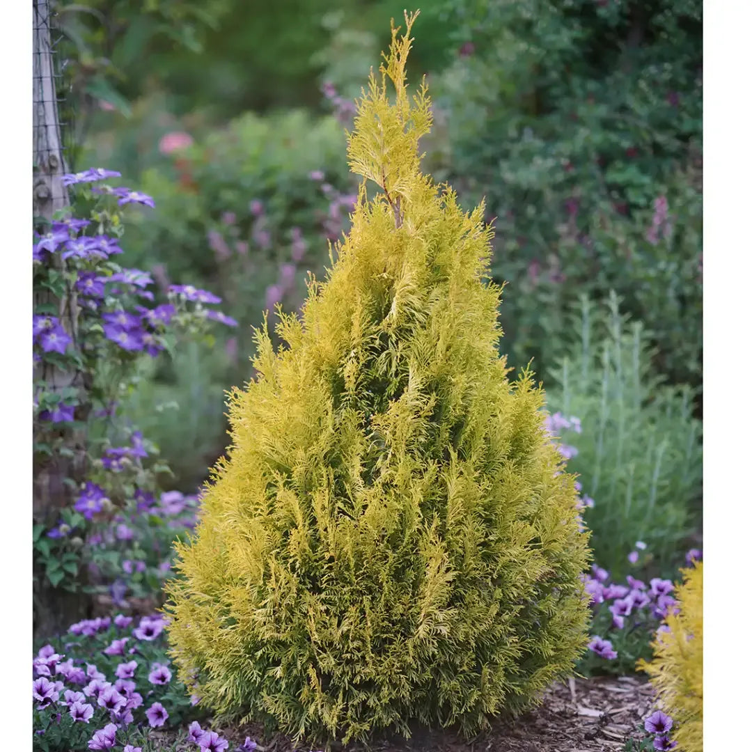 Chamaecyparis Pisifera 'bright Gold', Mini Evergreen - View 30 from www redcrocus com