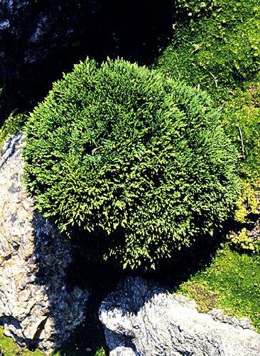 Chamaecyparis Pisifera 'bright Gold', Mini Evergreen - View 31 from www redcrocus com
