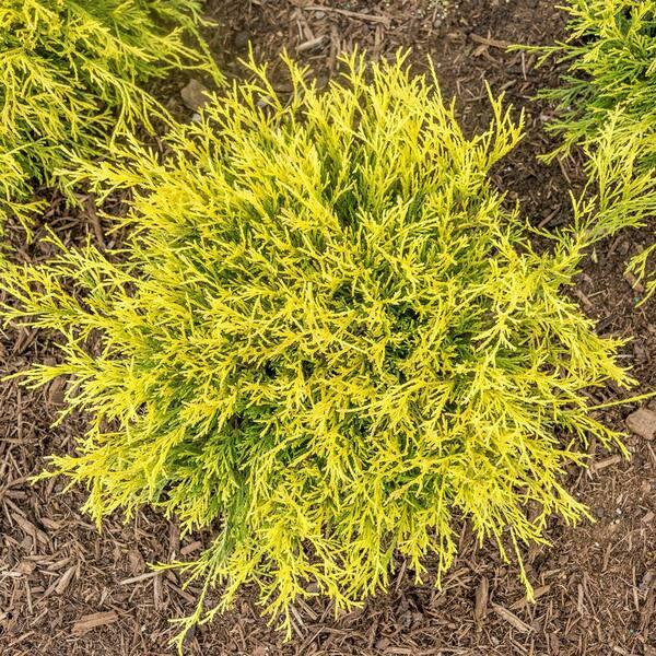 Chamaecyparis Pisifera 'bright Gold', Mini Evergreen - View 33 from www redcrocus com