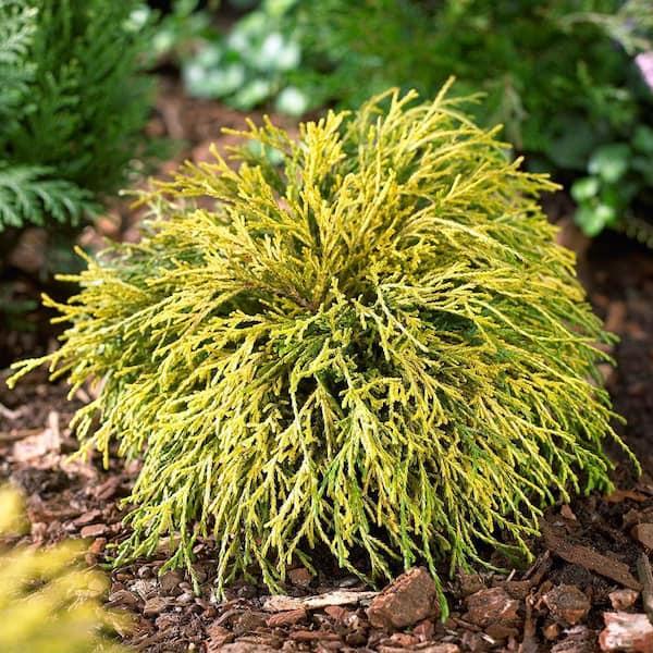 Chamaecyparis Pisifera 'bright Gold', Mini Evergreen - View 34 from www redcrocus com
