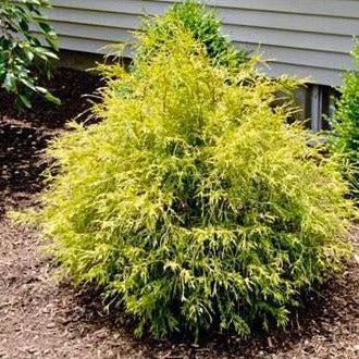 Chamaecyparis Pisifera 'bright Gold', Mini Evergreen - View 37 from www redcrocus com
