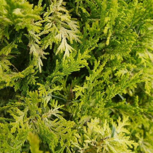 Chamaecyparis Pisifera 'bright Gold', Mini Evergreen - View 3 from www redcrocus com