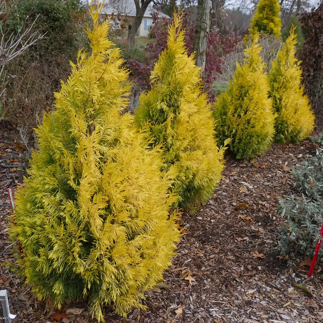 Chamaecyparis Pisifera 'bright Gold', Mini Evergreen - View 5 from www redcrocus com
