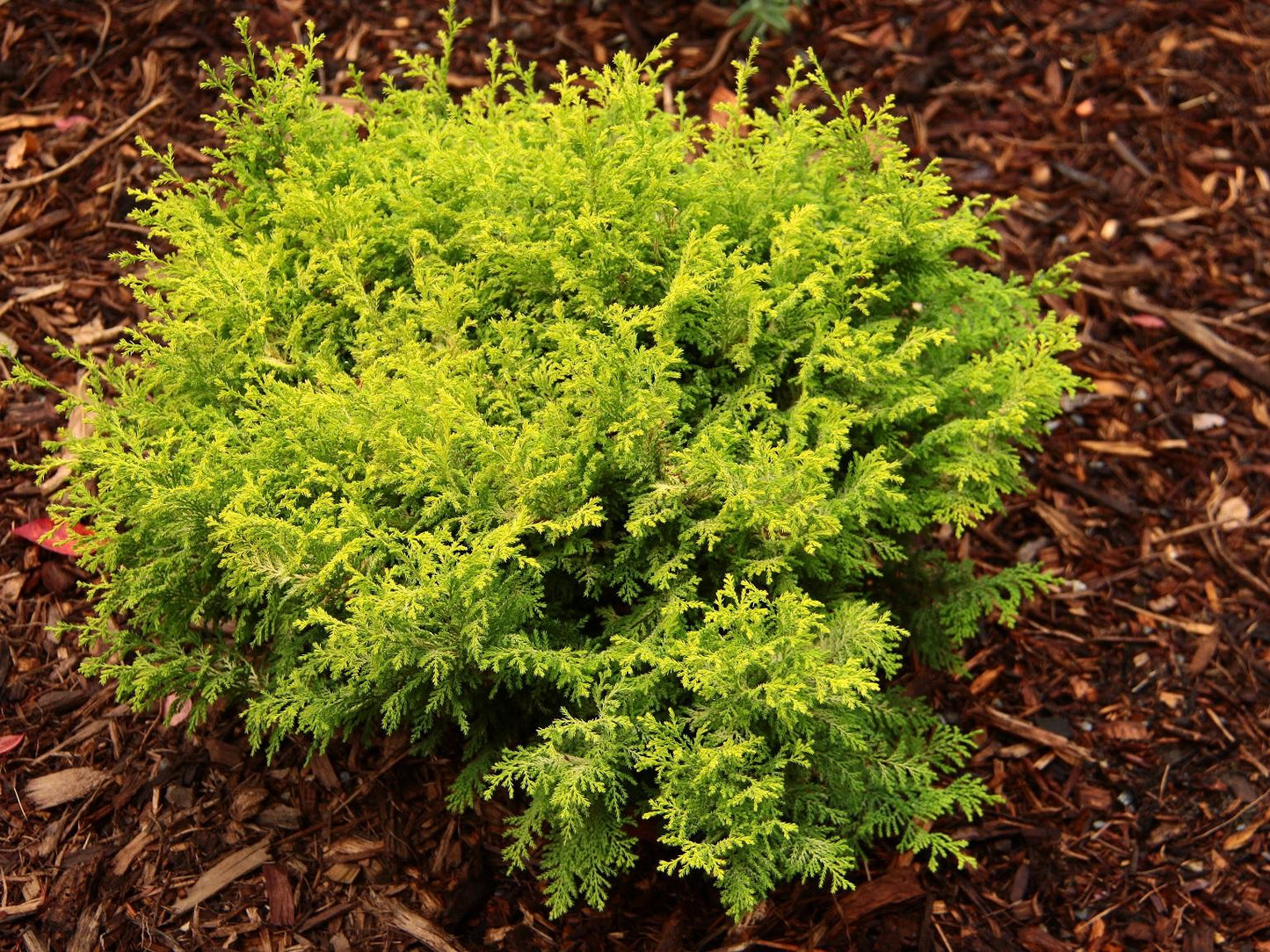 Chamaecyparis Pisifera 'bright Gold', Mini Evergreen - View 7 from www redcrocus com