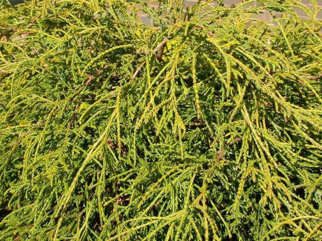 Chamaecyparis Pisifera 'bright Gold', Mini Evergreen - View 8 from www redcrocus com