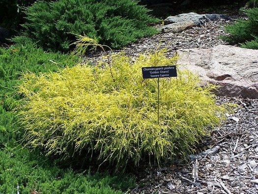 Chamaecyparis Pisifera 'bright Gold', Mini Evergreen - View 9 from www redcrocus com