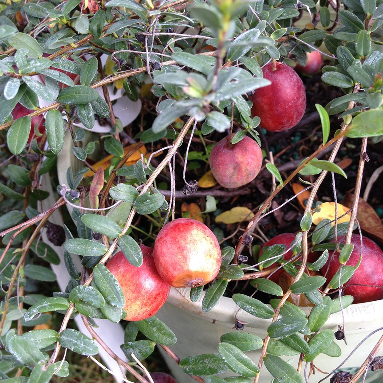 Cranberry, Vaccinium Macrocarpon, Mini Evergreen - View 16 from www redcrocus com