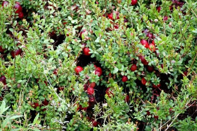 Cranberry, Vaccinium Macrocarpon, Mini Evergreen - View 17 from www redcrocus com