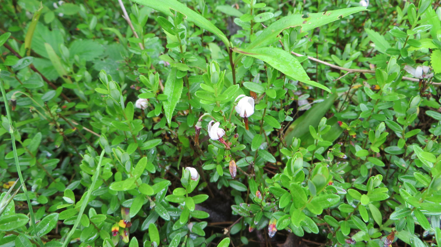 Cranberry, Vaccinium Macrocarpon, Mini Evergreen - View 18 from www redcrocus com