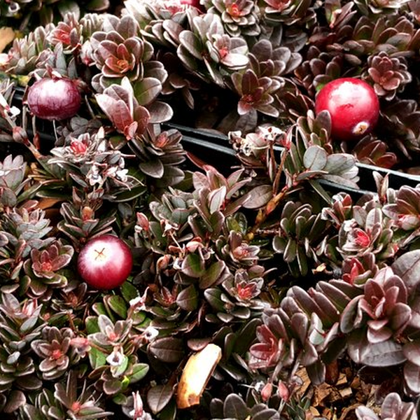 Cranberry, Vaccinium Macrocarpon, Mini Evergreen - View 19 from www redcrocus com