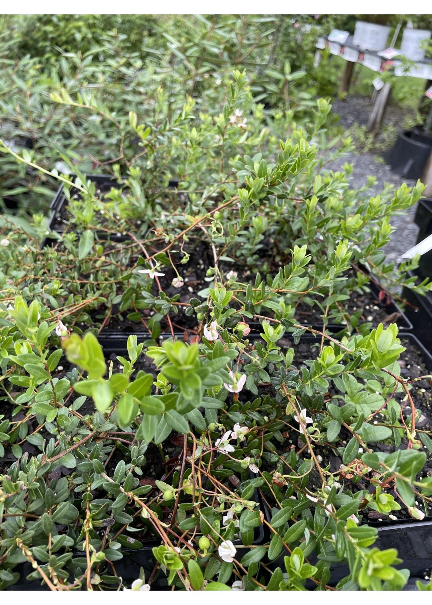 Cranberry, Vaccinium Macrocarpon, Mini Evergreen - View 20 from www redcrocus com