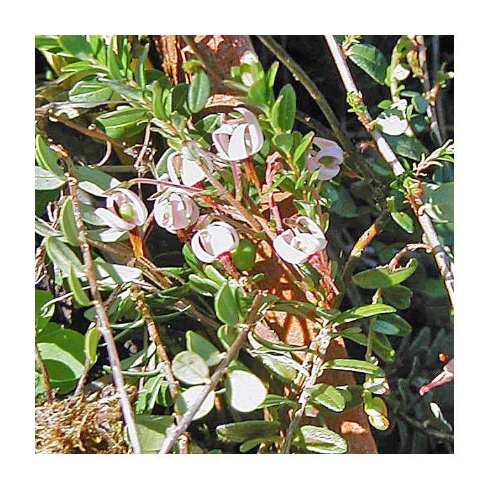 Cranberry, Vaccinium Macrocarpon, Mini Evergreen - View 23 from www redcrocus com